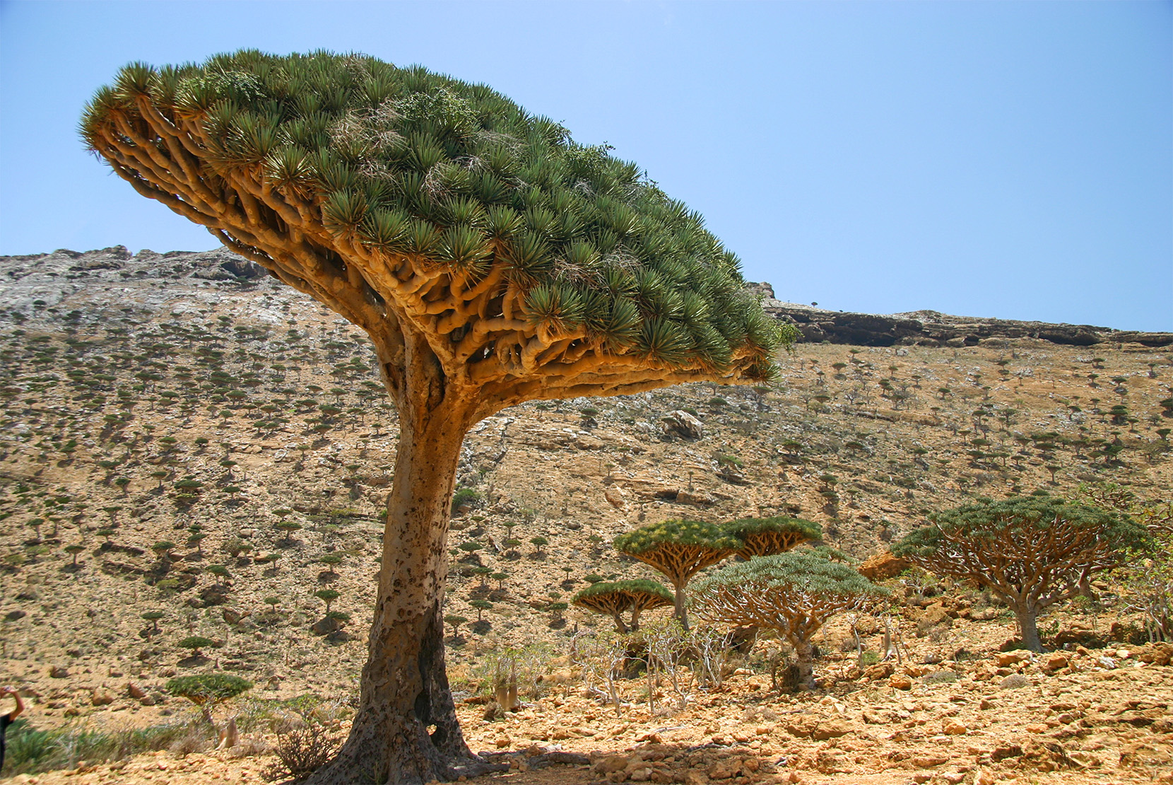 Croton-lechleri-strom-dragons-blood
